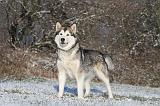 ALASKAN MALAMUTE 073